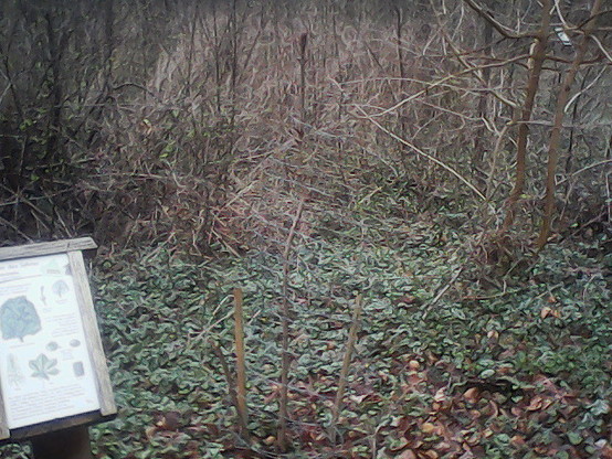  Tafel Baum des Jahres 2005 Roßkastanie daneben ein kleines Gehölz hinter Drahtgeflecht.