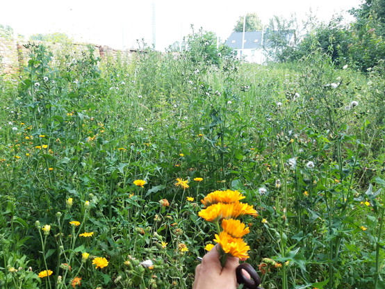 Eine Hand hält einen kleinen Strauß Ringelblumen vor einem Feld aus wilden Kräuter  in die Luft. Die Kräuter stehen hüft- bis über Kopf hoch.