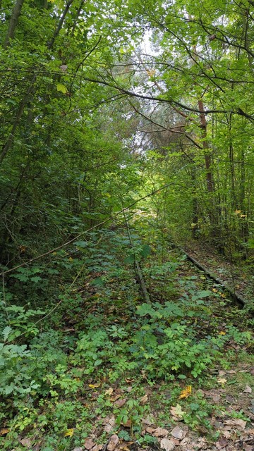 Überwachsene Eisenbahngleise bei Klein Germersleben von der ehemaligen Stecke Magdeburg Halberstadt.