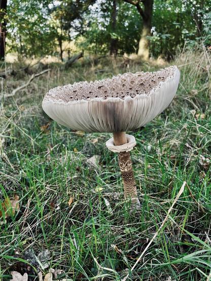 Ein großer, schirmförmiger Pilz wächst in einem grasbewachsenen Gebiet mit gekrüppelten Kiemen unter seiner Kappe und einem strukturierten Stiel. Der Hintergrund enthält verschwommenes Grün und Bäume.